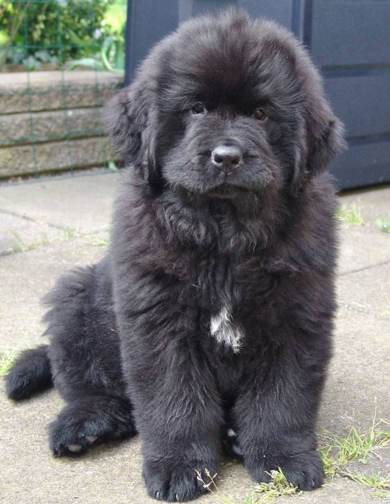 Cuba(cachorro) - Terre-Neuve Mâle (4 ans)