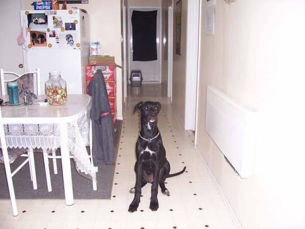 vagabond - Terre-Neuve Mâle (5 ans)