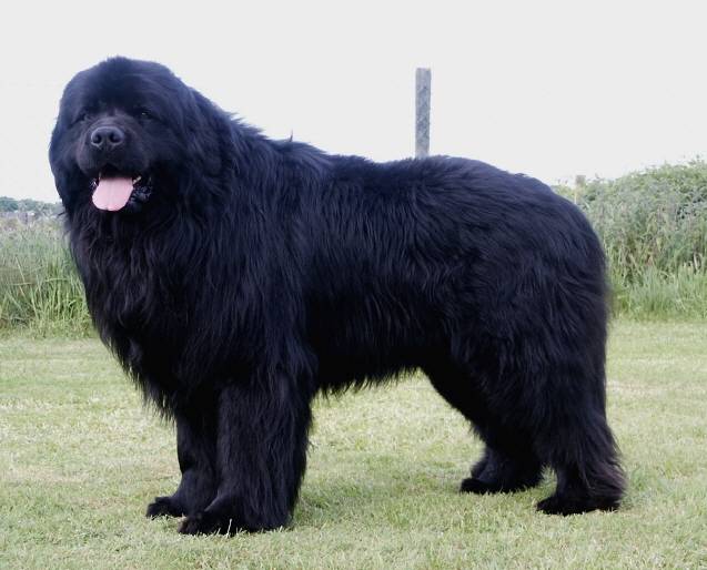 Bacco - Terre-Neuve Mâle (3 ans)
