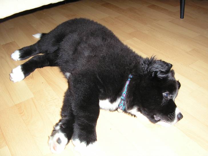 Flo - Terre-Neuve (4 mois)