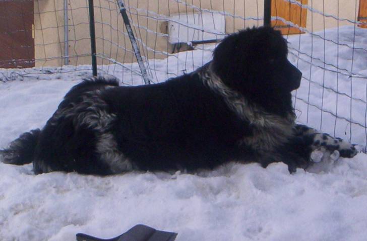 Bonnie - Terre-Neuve (3 ans)