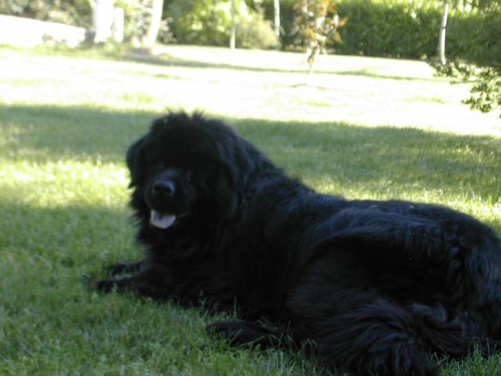 Uranie - Terre-Neuve (6 ans)