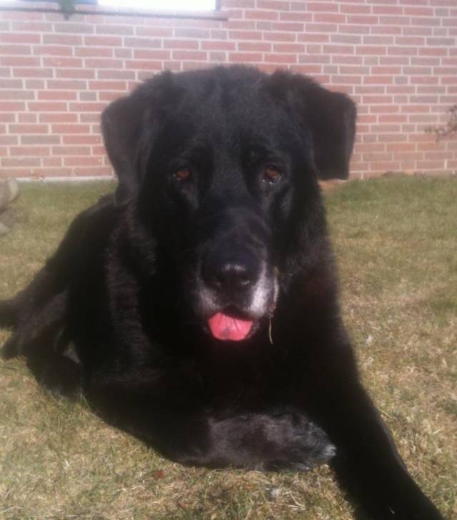 Dusty - Terre-Neuve Mâle (13 ans)