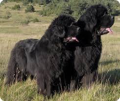 Niagara et Mastaya le chienne de mon cousin - Terre-Neuve