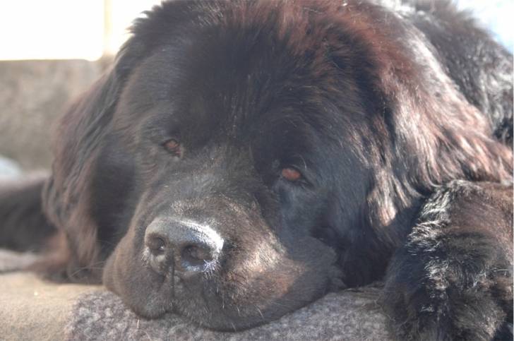 Mineraire - Terre-Neuve (5 ans)