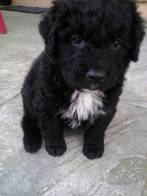 Dandy - Terre-Neuve Mâle (1 mois)