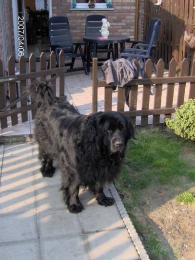lola - Terre-Neuve