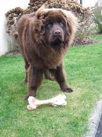 keira - Terre-Neuve (5 ans)