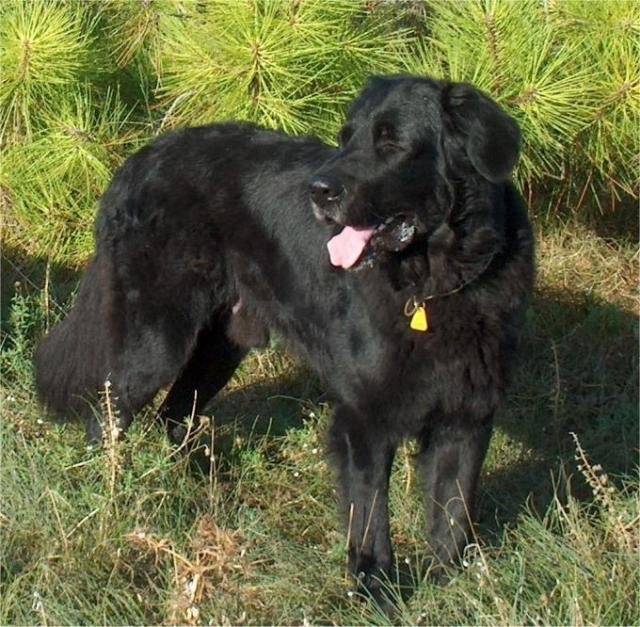 Croisé flat coat terre-neuve - Terre-Neuve