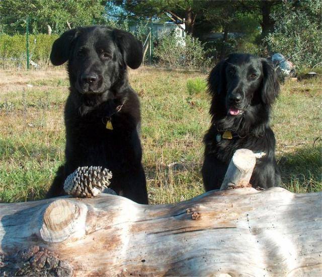 Croisé flat coat terre-neuve et flat coat - Terre-Neuve