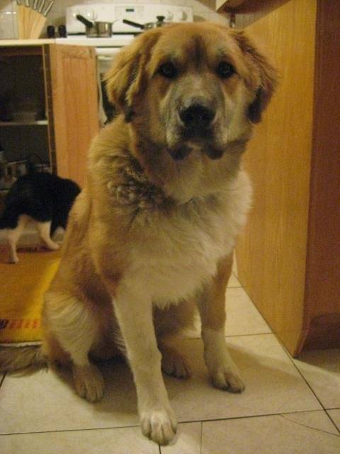 Mojo M. des Pyrénées/Terre-Neuve - Terre-Neuve