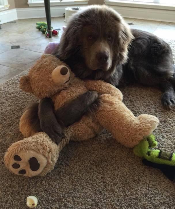 Bjorn - Terre-Neuve Mâle (5 ans)