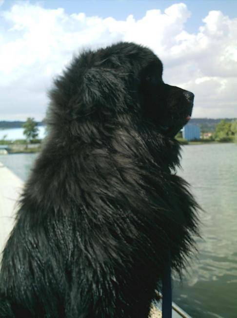 Woofy mâle de 4 ans 1 /2 - Terre-Neuve (4 ans)