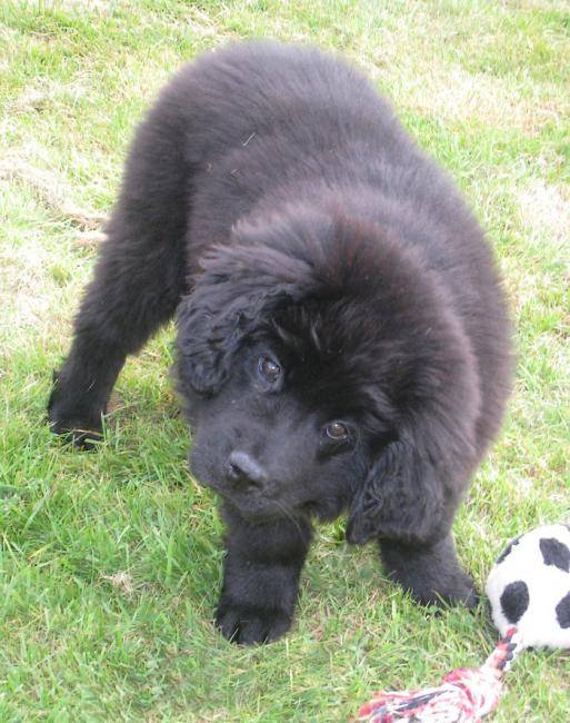 Fakir, 3 mois - Terre-Neuve (3 mois)