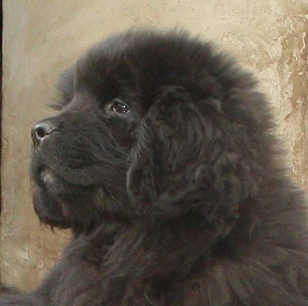 Ursa-Major de la Baie Blanche à 10 semaines - Terre-Neuve