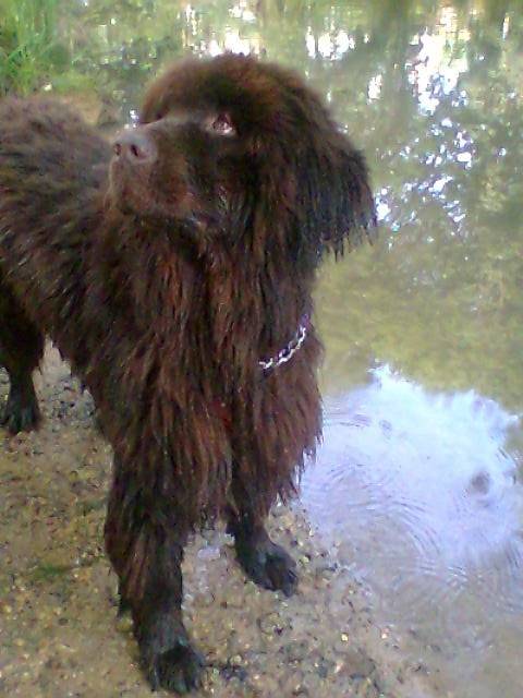Tamira - Terre-Neuve (7 ans)