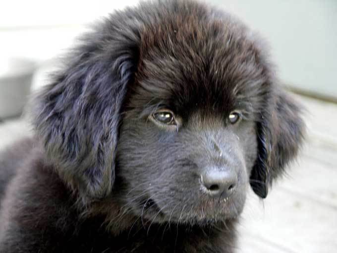 maya - Terre-Neuve (7 mois)