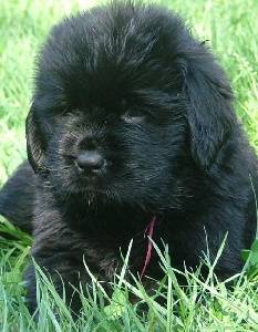 Yuta - Terre-Neuve (4 mois)