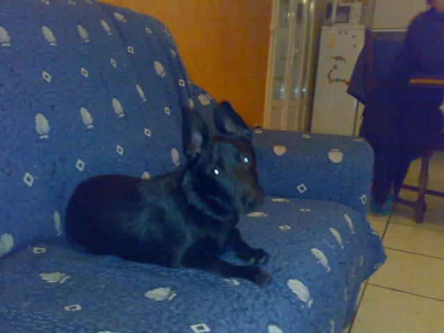 Talie - Terre-Neuve (7 ans)
