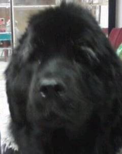 Molly - Terre-Neuve (2 ans)