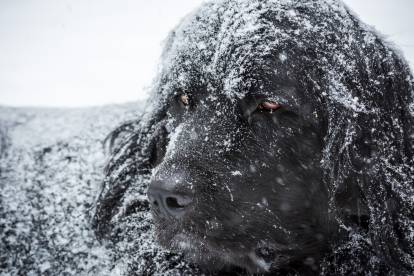 Résistance du Terre-Neuve au froid et à la chaleur