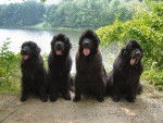 4 Newfoundlands - Terre-Neuve Mâle (1 an)