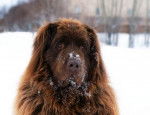 Brown Newfie in snow - Terre-Neuve Mâle (1 an)
