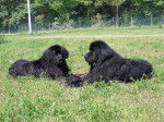 Snorky femelle de 9 ans et Woofy mâle de 4 ans 1/2 - Terre-Neuve (4 ans et demi)