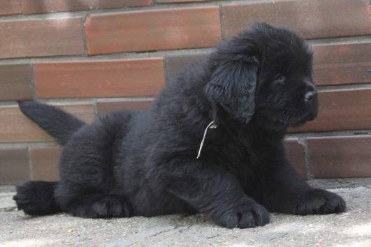 Cloria - Terre-Neuve Femelle (7 mois)