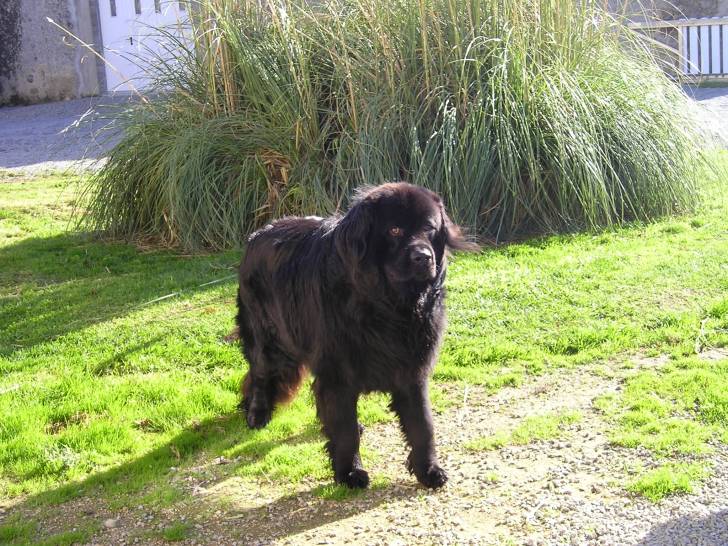 Alphe - Terre-Neuve Mâle (4 ans)