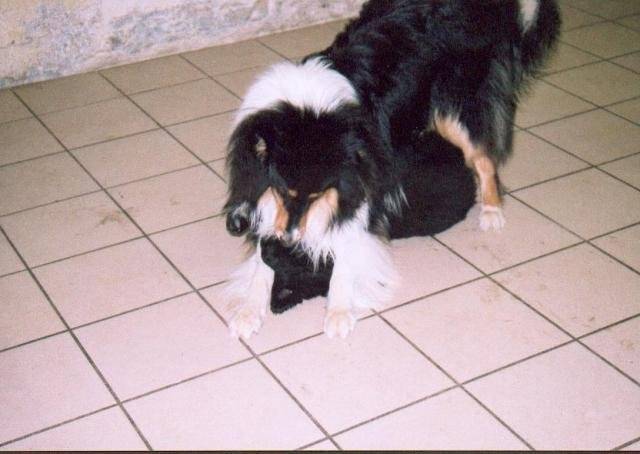 Athys je suis un Terre-neuve - Terre-Neuve