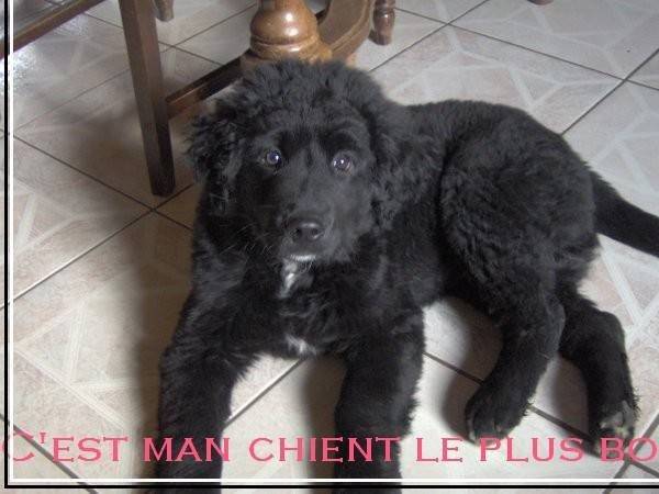 Col - Terre-Neuve Mâle (3 mois)