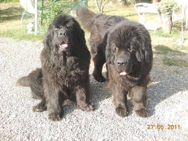 terre neuve ubik et voyou - Terre-Neuve