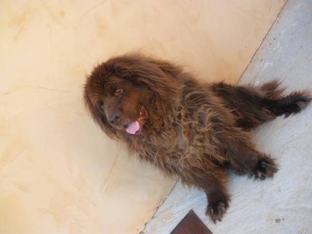 Terre-neuve marron , Orsu - Terre-Neuve