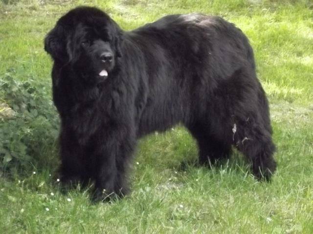 Terre neuve Kerguelen - Terre-Neuve