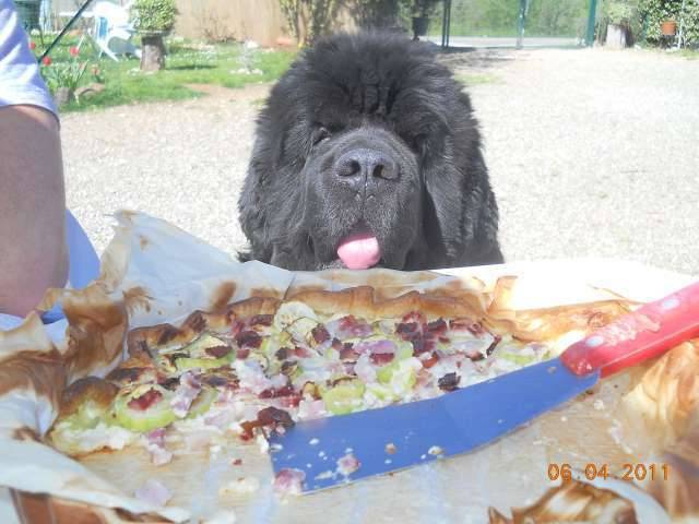 terre neuve ubik du bois des elfes - Terre-Neuve