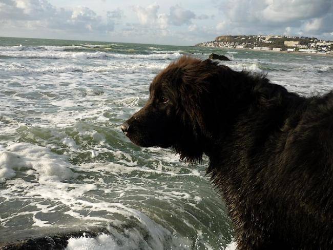 Amon 18 mois - Terre-Neuve (1 an et demi)