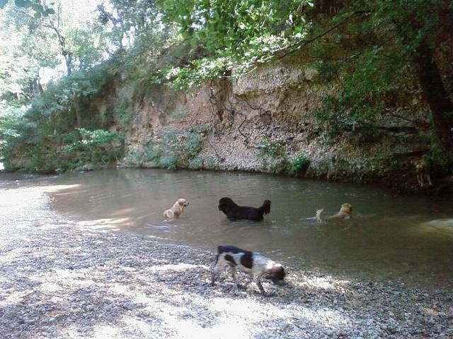 Vick - Terre-Neuve Mâle (7 ans)