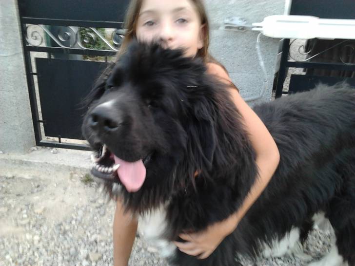 Fuji et moi - Terre-Neuve Mâle (11 mois)