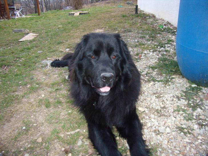 Divine - Terre-Neuve Femelle (2 ans)