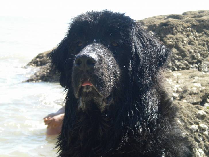 menfis - Terre-Neuve Mâle (2 ans)