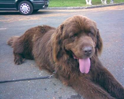 Peers - Terre-Neuve Mâle (Autre)