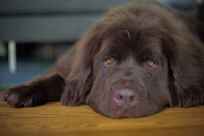 Le Terre-Neuve peut-il rester seul ?