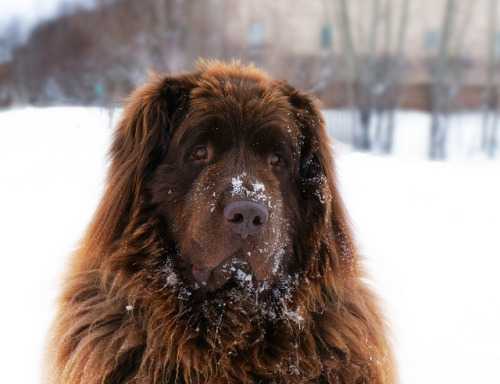 Brown Newfie in snow - Terre-Neuve Mâle (1 an)