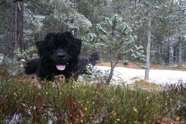 Terre-Neuve - Terre-Neuve