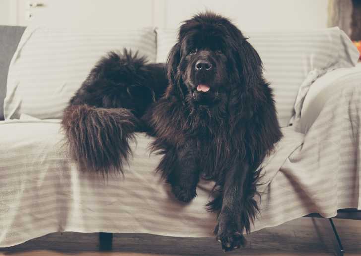 Un Terre Neuve allongé sur un canapé