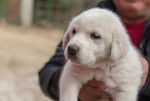 Un chiot Akbash dans les mains de son propriétaire 