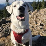 Un Akbash ayant la gueule l&eacute;g&egrave;rement ouverte et portant un harnais 