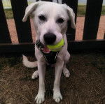 Un Akbash ayant une balle de tennis dans sa gueule et portant un harnais 