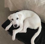 Un Akbash allong&eacute; et regardant vers la cam&eacute;ra 